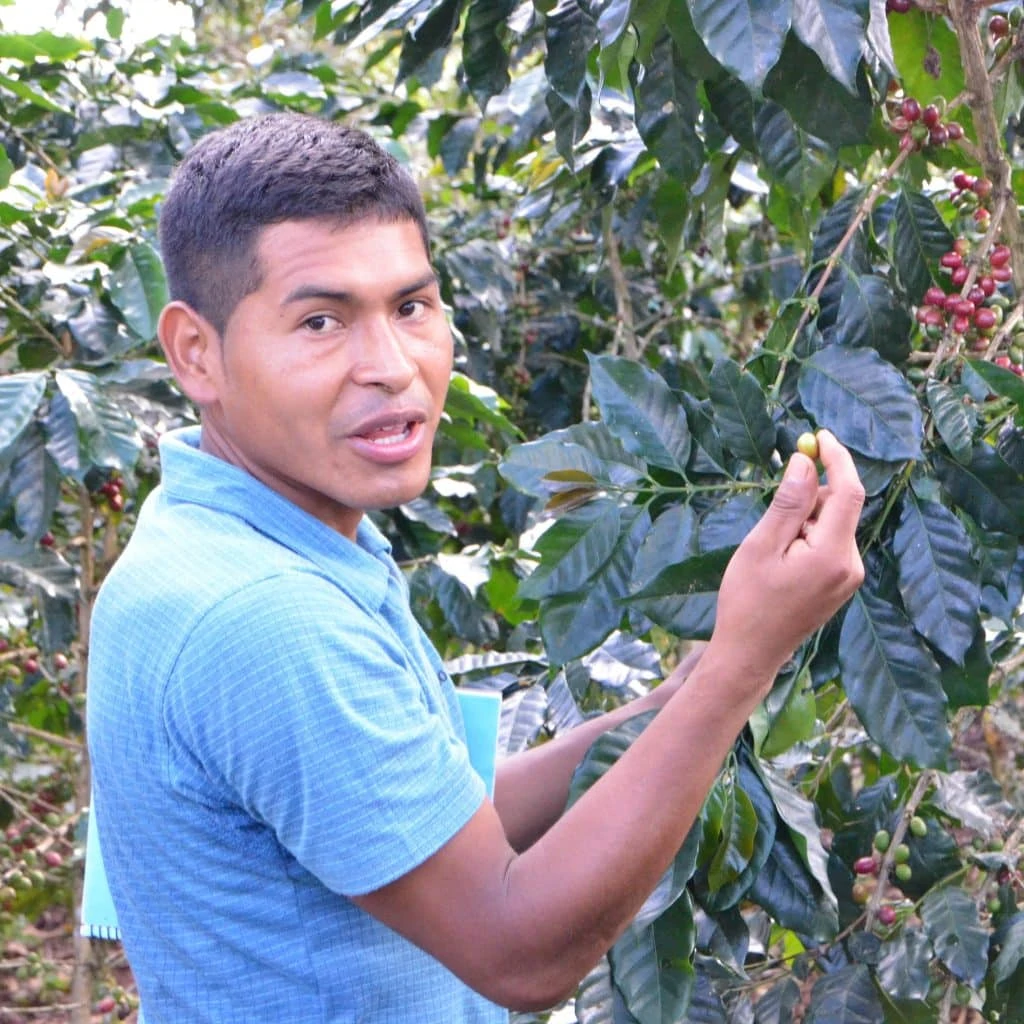 A teenager shows his coffee beans on a bush.