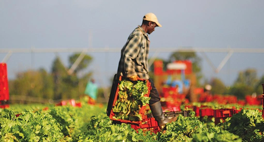 A black farm worker harvesting lettuce heads.