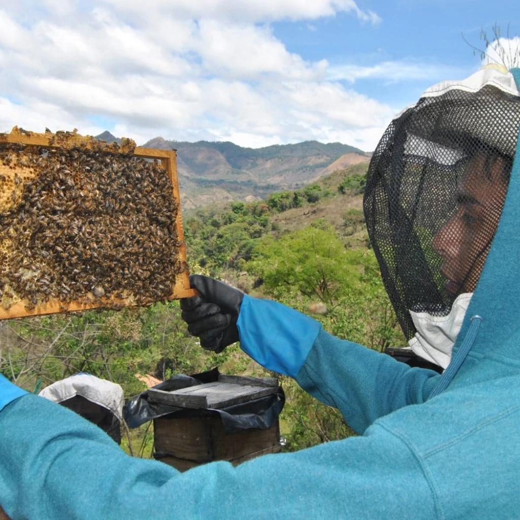 A young man wearing gloves and a beekeeper's hat checks one of his hives.