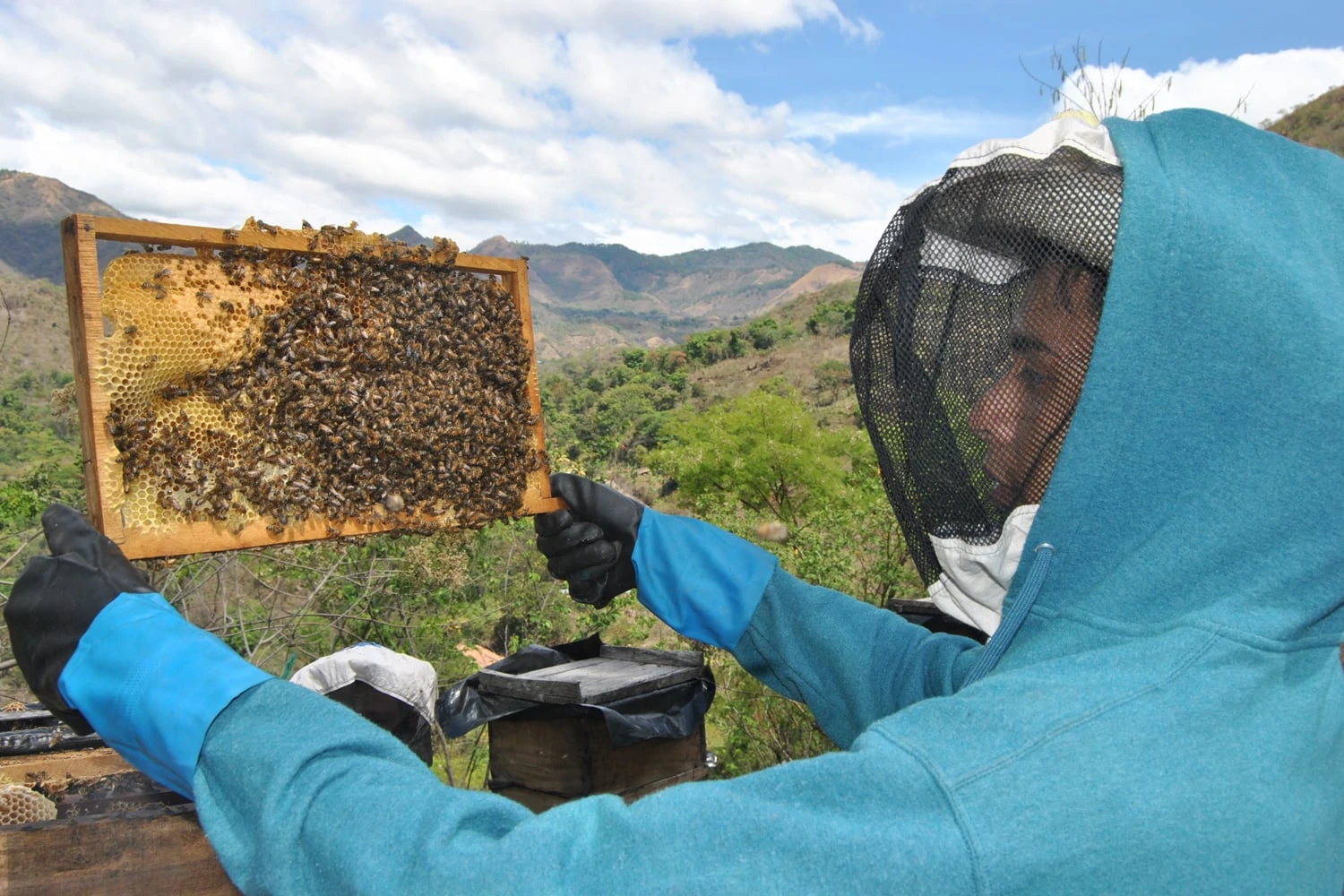 A young man wearing gloves and a beekeeper's hat checks one of his hives.