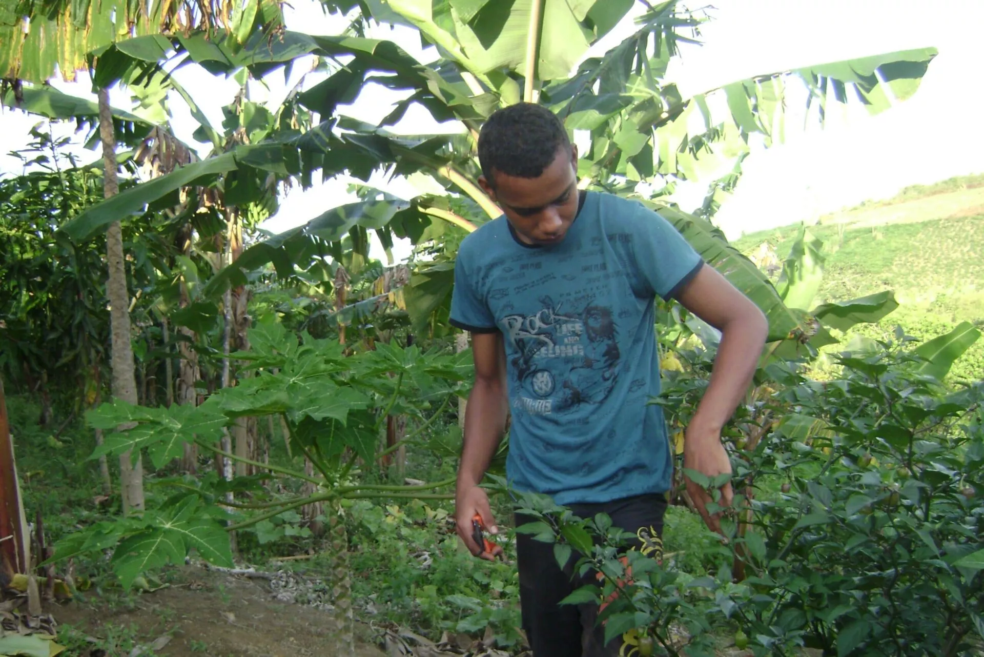 A teenager is pruning his plants in his own plantation with garden shears.
