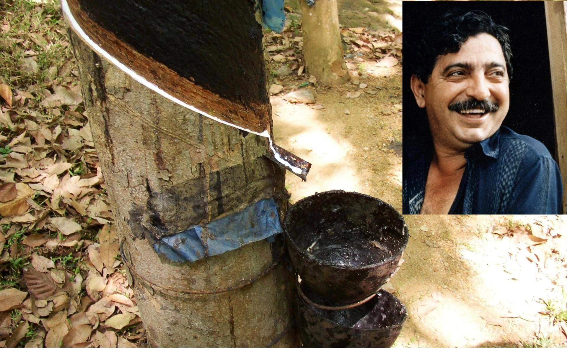 Ein Portraitbild von Chico Mendes und das Bild von einem Baum aus dem Kautschuk tropft.