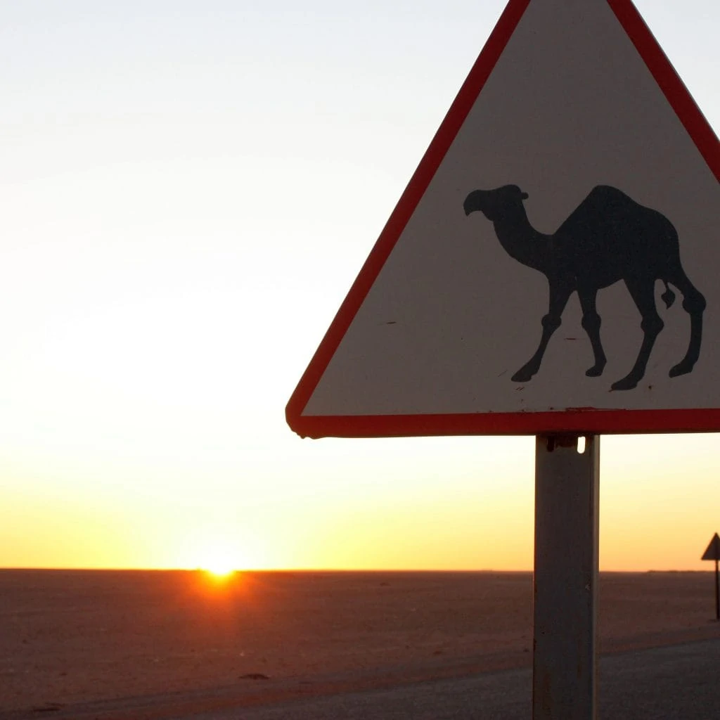 Sonnenuntergang im Hintergrund und eine Tafel mit der Warnung vor freilaufenden Kamelen.