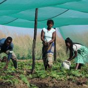 Jugendliche in Ausbildung - Bäuerinnen in Mosambik - terre des hommes schweiz