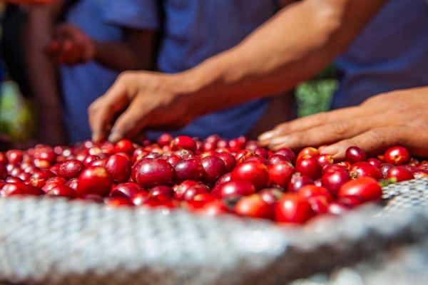 Hands pick out the bright red coffee cherries.